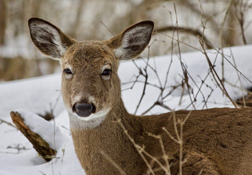 Beautiful isolated photo with a wild deer in the snowy forest