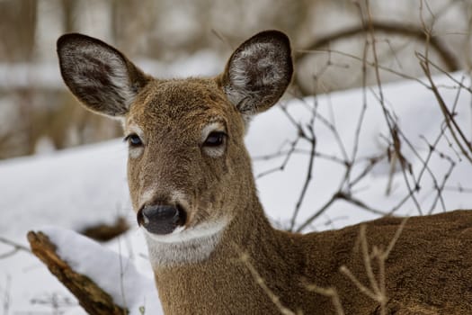 Beautiful isolated photo with a wild deer in the snowy forest