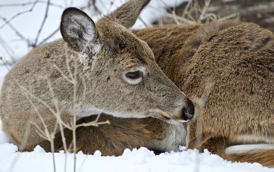 Beautiful isolated photo with a wild deer in the snowy forest