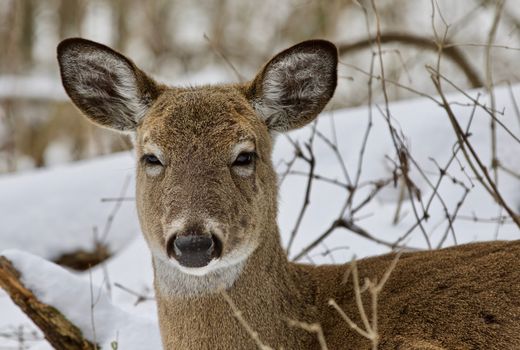 Beautiful isolated photo with a wild deer in the snowy forest