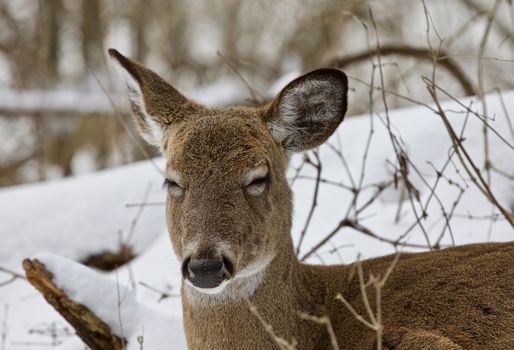 Beautiful isolated photo with a wild deer in the snowy forest