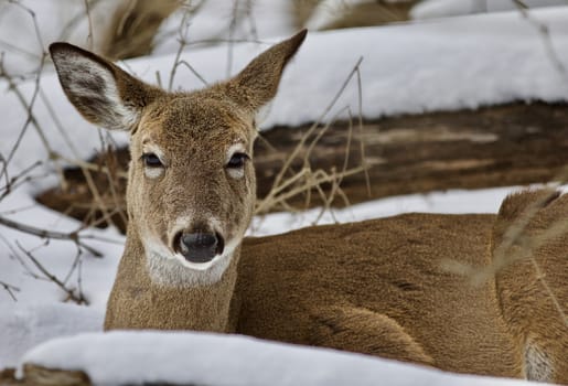 Beautiful isolated photo with a wild deer in the snowy forest