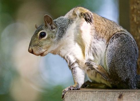 Beautiful isolated photo of a funny cute squirrel