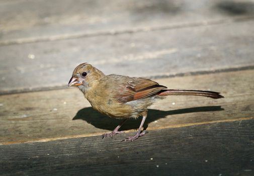 Beautiful image with a bird on the wooden floor