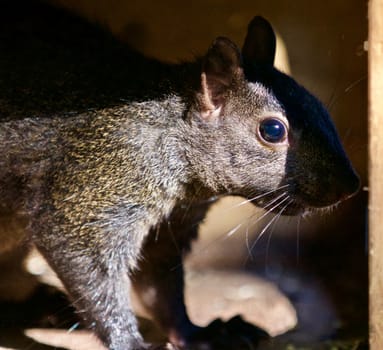 Beautiful isolated photo of a funny cute squirrel