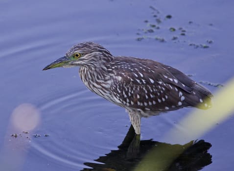 Photo of a funny black-crowned night heron standing on the shore