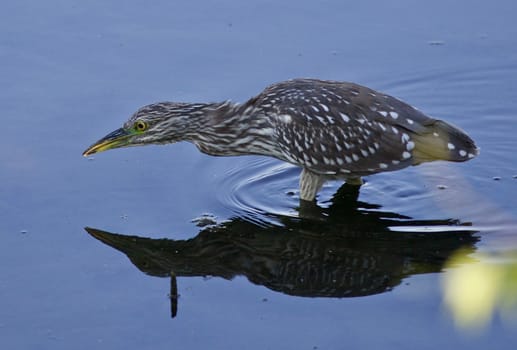 Photo of a funny black-crowned night heron standing on the shore