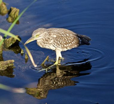 Photo of a funny black-crowned night heron standing on the shore