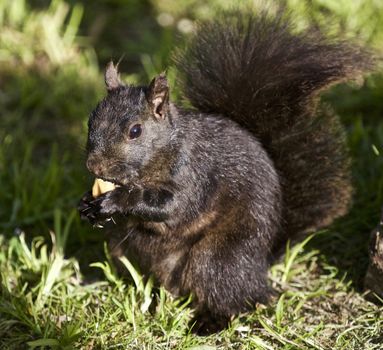 Beautiful isolated photo of a black squirrel