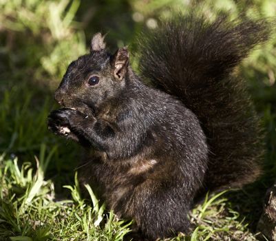 Beautiful isolated photo of a black squirrel