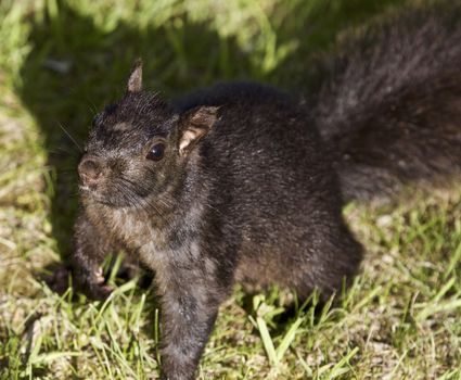 Beautiful isolated photo of a black squirrel