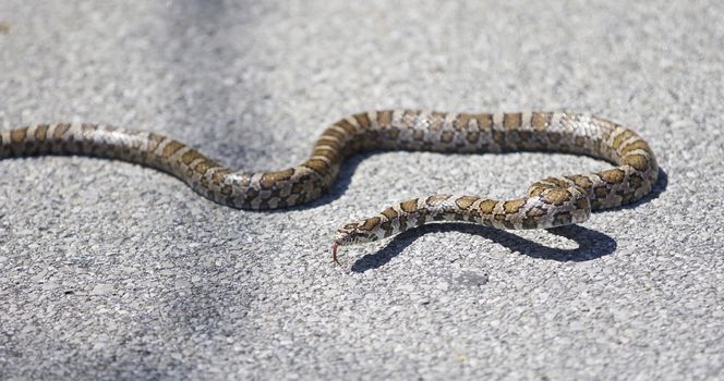 Beautiful isolated photo of a snake on a road