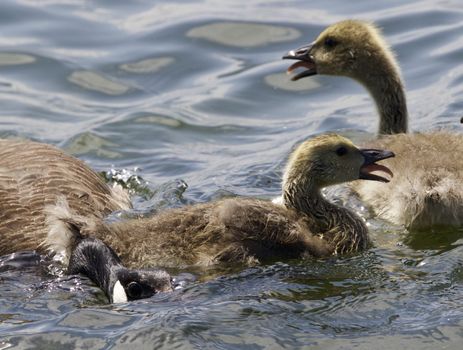 Beautiful isolated photo of chicks of the Canada geese swimming in the lake