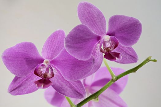 orchid macro shot isolated on white background
