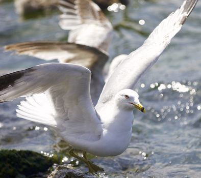 Beautiful isolated photo of the gulls