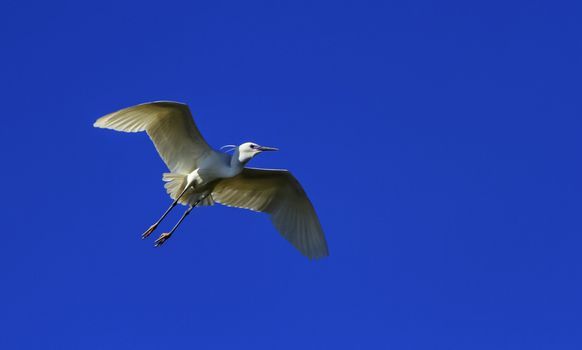 Little egret, egretta garzetta flying in deep blue sky