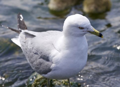 Beautiful isolated photo of a gull