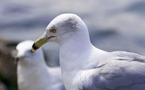 Beautiful isolated photo of the gulls