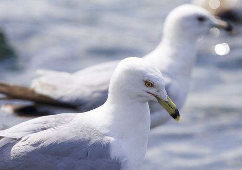 Beautiful isolated photo of the gulls