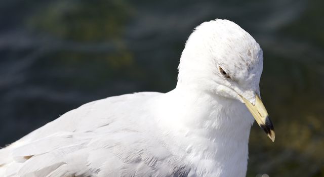 Beautiful isolated photo of a gull