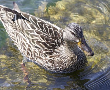 Isolated picture with a funny duck