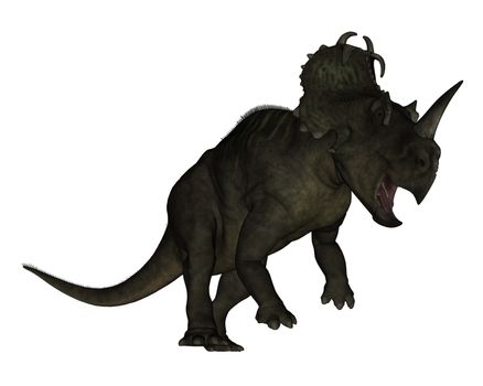 Centrosaurus dinosaur roaring isolated in white background - 3D render