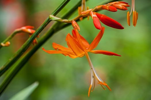 Crocosmia aurea a very attractive garden plant with a number of bright orange flowers in a full spike at the end of the flower stalk. The tall stalks make it desirable in a vase as a cut flower.