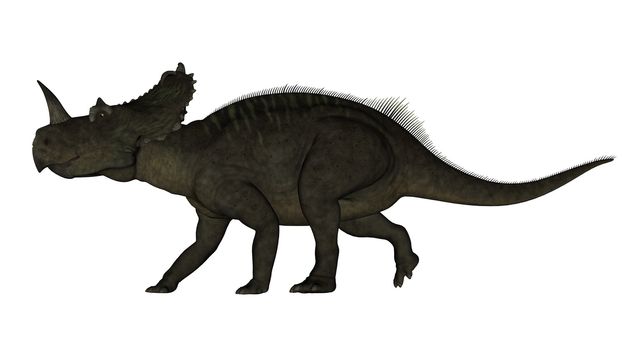 Centrosaurus dinosaur walking isolated in white background - 3D render