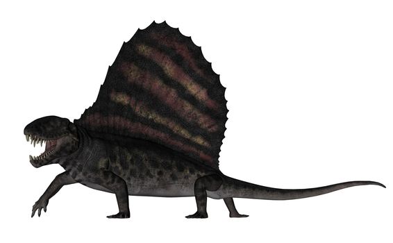 Dimetrodon dinosaur roaring while walking isolated in white background - 3D render