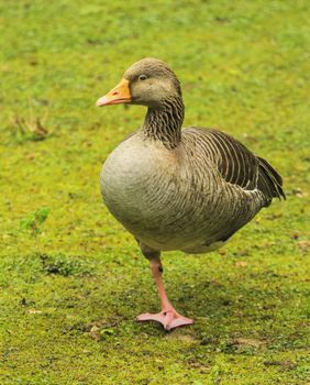 Greylag goose, anser anser, standing on one foot on the grass