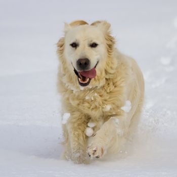 Golden retriever dog running in the snow by winter day