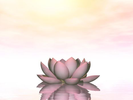 Single lily lotus flower upon water in pink background - 3D render
