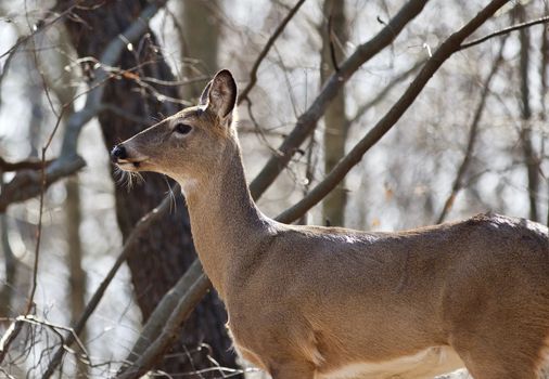 Beautiful isolated photo of wild deer in the forest