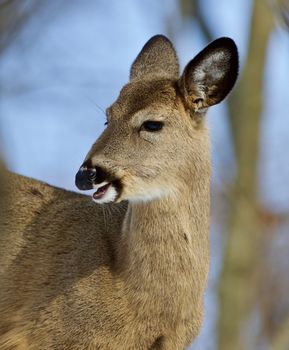 Beautiful isolated photo of wild deer in the forest