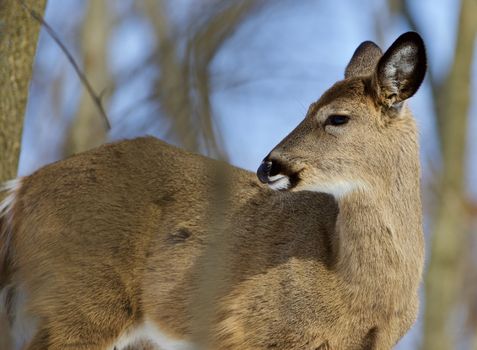 Beautiful isolated photo of wild deer in the forest