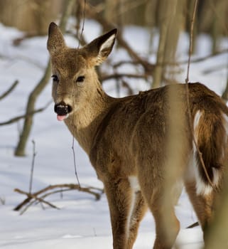 Beautiful isolated photo of wild deer in the forest