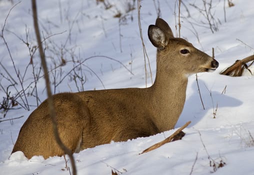 Beautiful isolated photo of wild deer in the forest on the snow