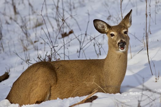 Beautiful isolated photo with a wild deer laying on the snow in the forest