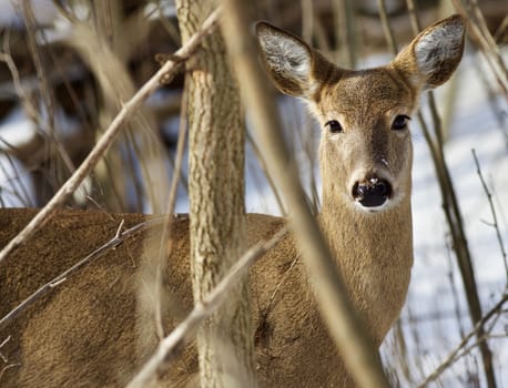 Beautiful isolated photo with a wild deer in the snowy forest