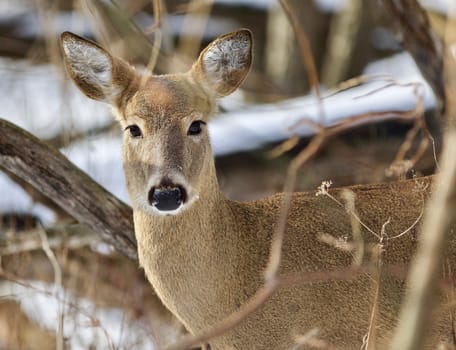 Beautiful isolated photo with a wild deer in the snowy forest