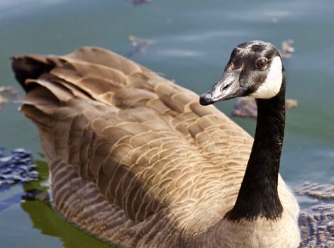 Beautiful isolated photo of a wild Canada goose