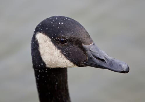 Beautiful isolated photo of a wild Canada goose