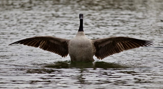 Beautiful isolated photo of a cute wild Canada goose in the lake