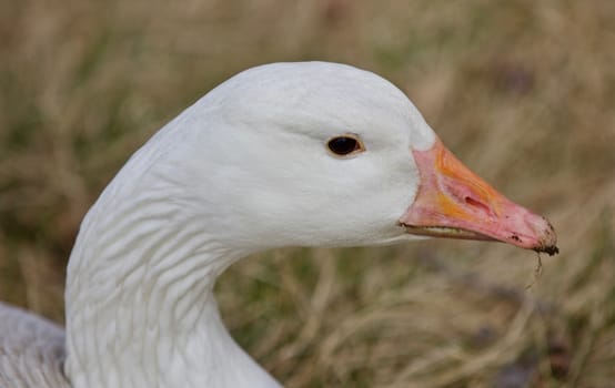 Beautiful isolated photo of a wild snow goose