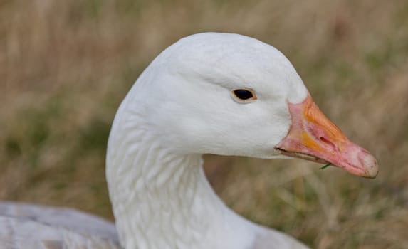 Beautiful isolated photo of a wild snow goose