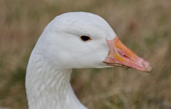 Beautiful isolated photo of a wild snow goose