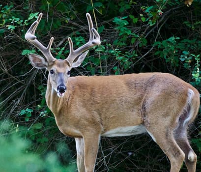 Beautiful isolated photo of a wild male deer with the horns