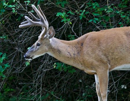 Beautiful isolated photo of a wild male deer with the horns