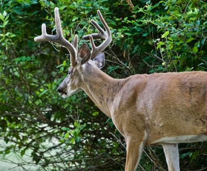 Beautiful isolated photo of a wild male deer with the horns