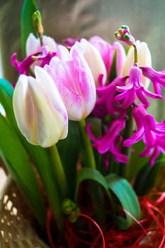 gift bouquet of spring flowers